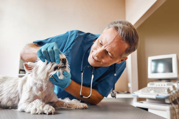 Best Weekend Emergency Dentist in Morrison, IL